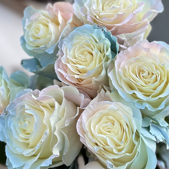 Радужная розово-бело-голубая роза 60 см