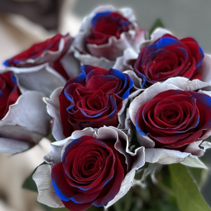 Радужная бело - сине - красная роза 70 см