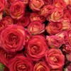 15 кустовых роз Саммер Дэнс оранжево-жёлтая 40 см