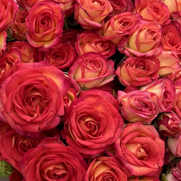 15 кустовых роз Саммер Дэнс оранжево-жёлтая 40 см