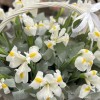 25 белых ирисов в корзине