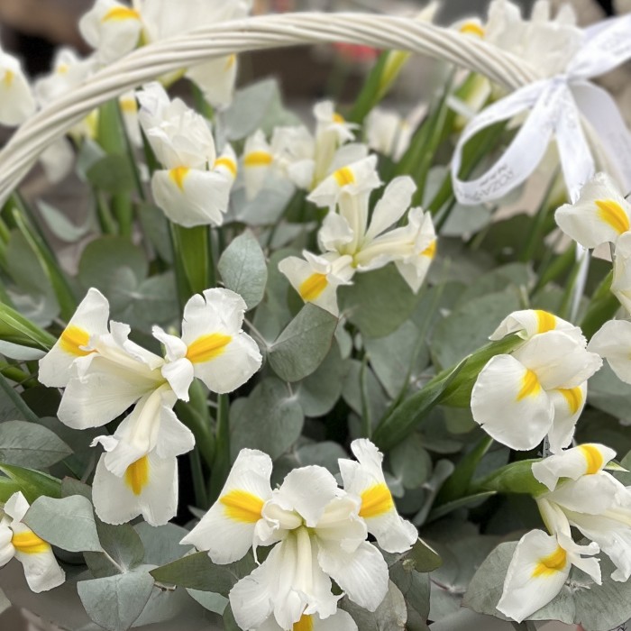 25 белых ирисов в корзине
