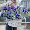 25 синих ирисов в корзине
