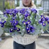 25 синих ирисов в корзине