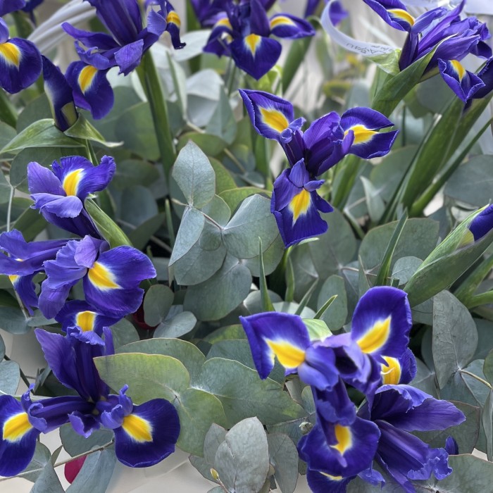 25 синих ирисов в корзине