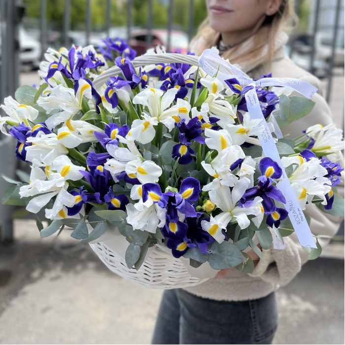 51 белый и синий ирис в корзине