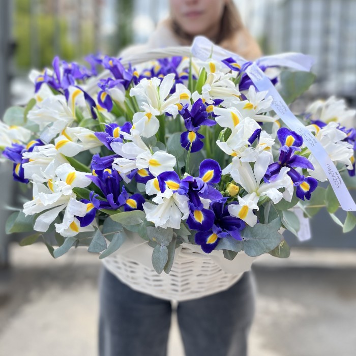 51 белый и синий ирис в корзине