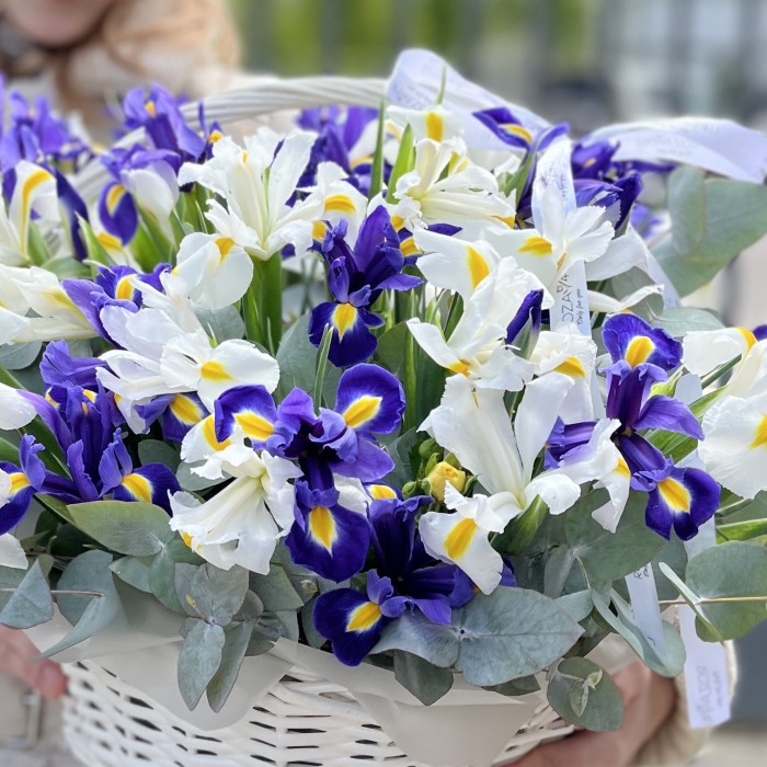 51 белый и синий ирис в корзине