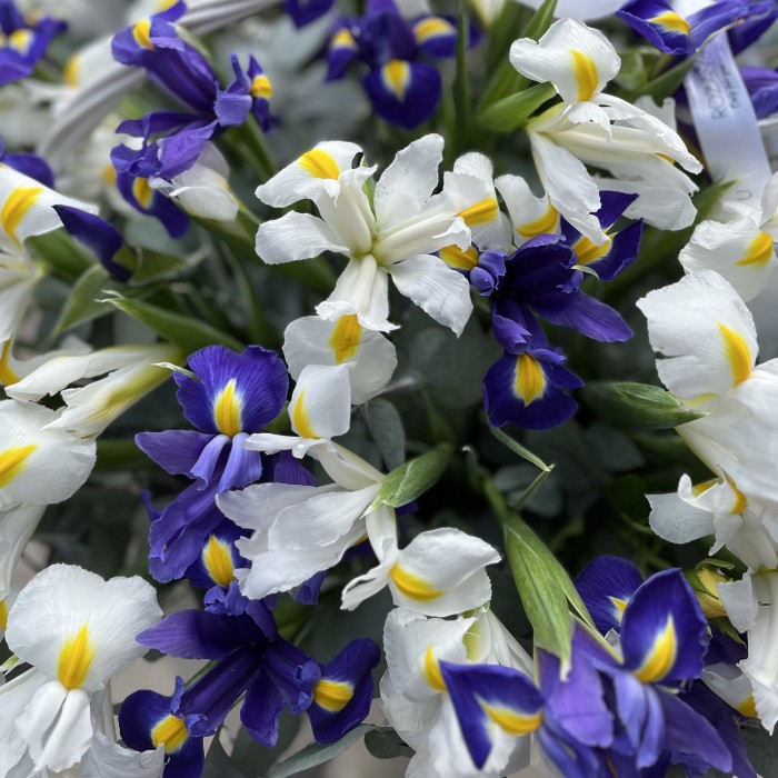 51 белый и синий ирис в корзине