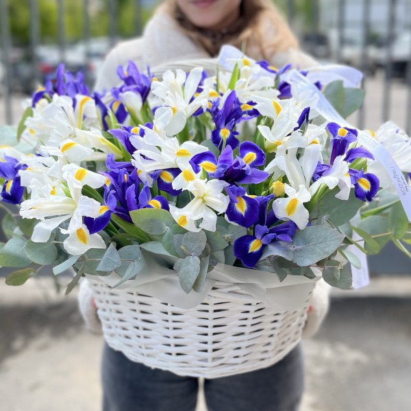 51 белый и синий ирис в корзине