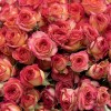 Кустовая роза Саммер Денс 40 см