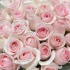 35 нежно-розовых роз Свит Ревиваль 60 см