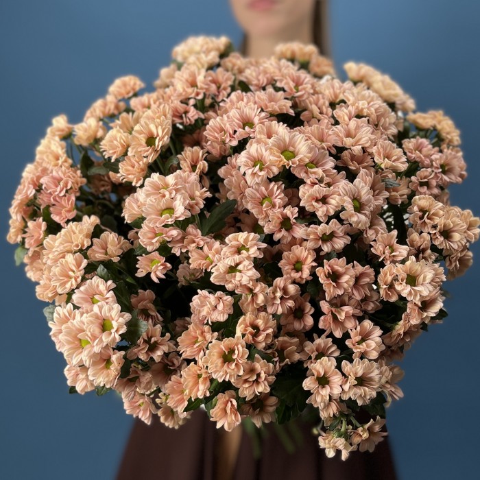 Хризантема кустовая Капуцино