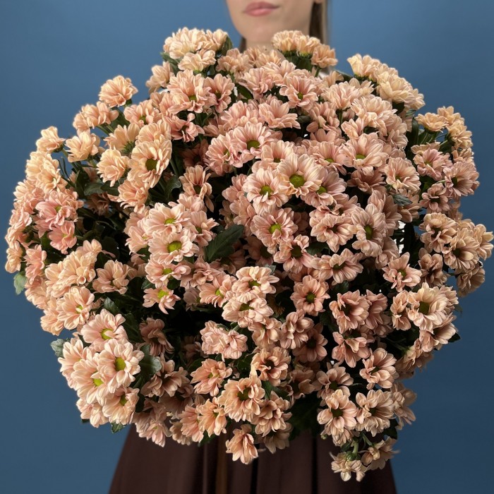 Хризантема кустовая Капуцино