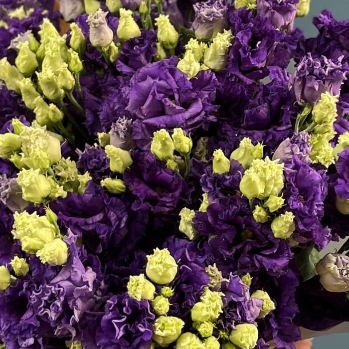 15 фиолетовых махровых эустом