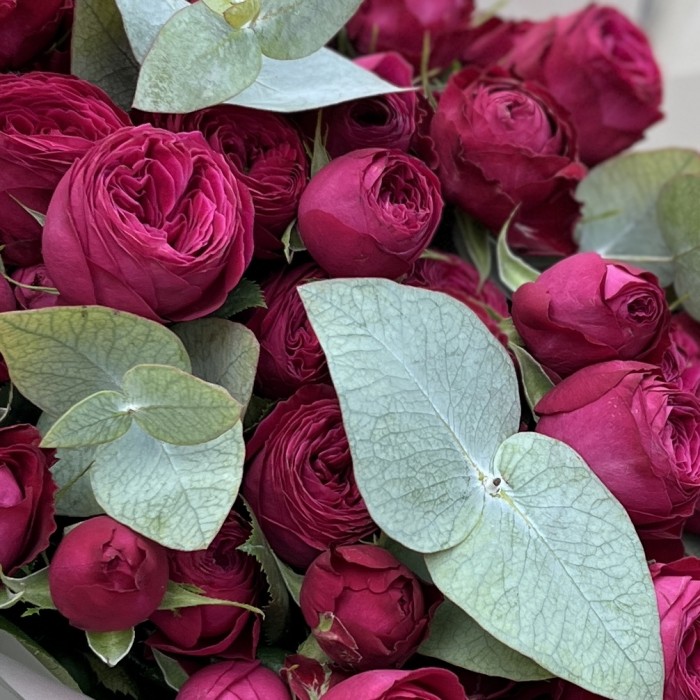 11 кустовых пионовидных роз Пати Тренсеттер с эвкалиптом