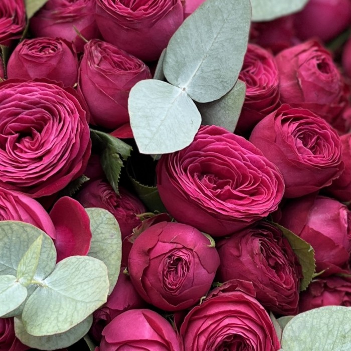 15 кустовых пионовидных роз Пати Тренсеттер с эвкалиптом