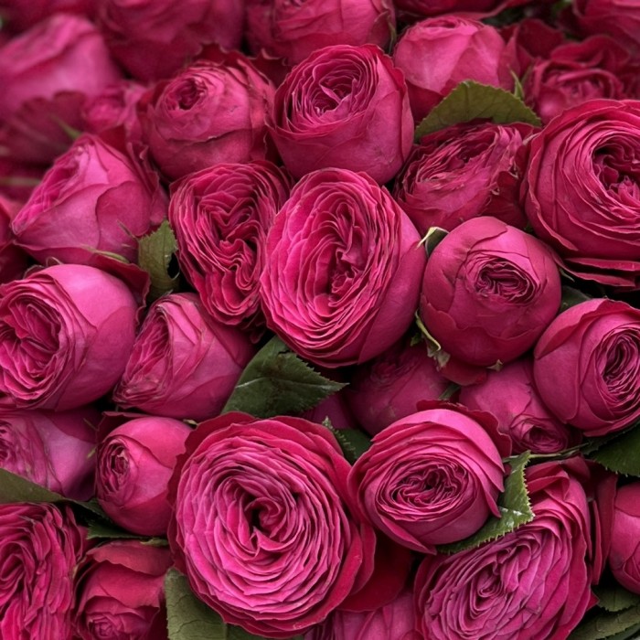 15 кустовых пионовидных роз Пати Тренсеттер