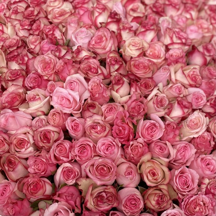 201 розы Алани микс в коробке