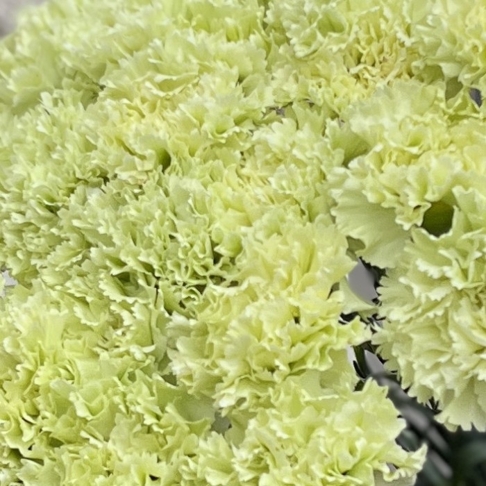 Гвоздика зеленая