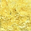 Гвоздика желтая
