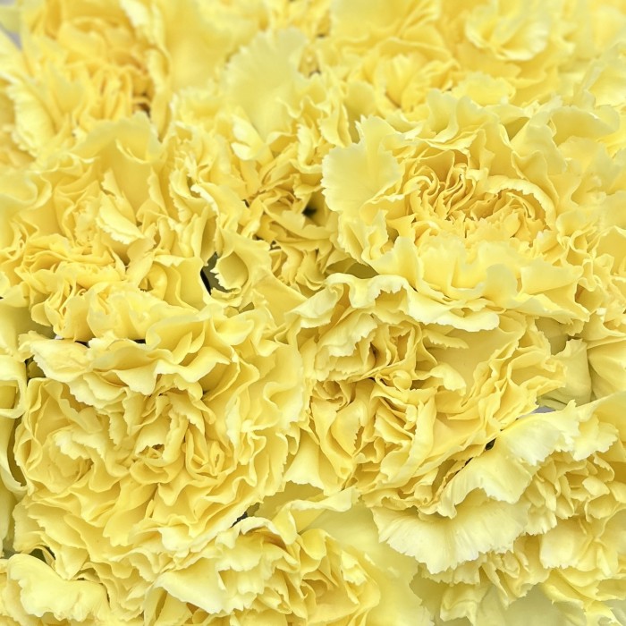 Гвоздика желтая