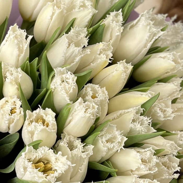 51 махровый белый тюльпан