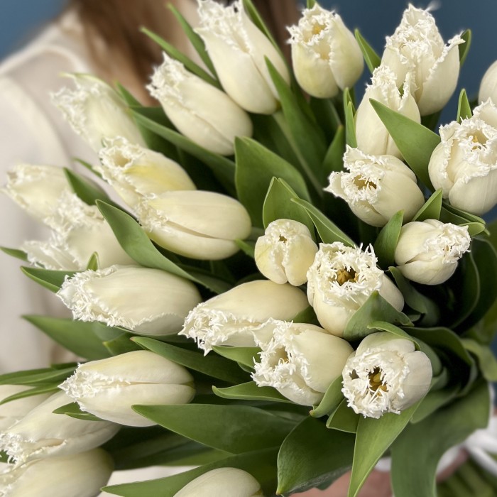 Тюльпан махровый белый