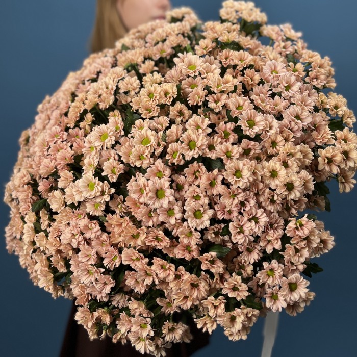 101 кустовая хризантема Капуцино