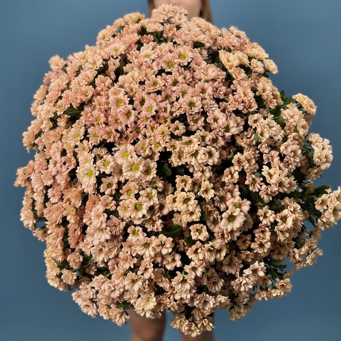 101 кустовая хризантема Капуцино