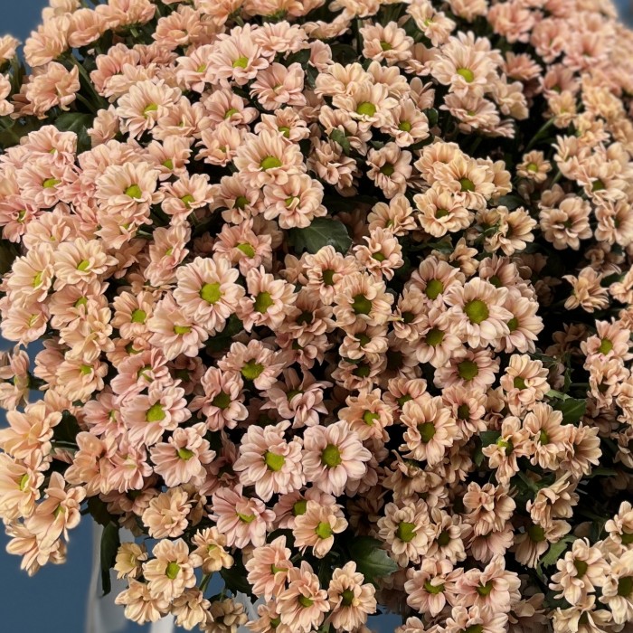 101 кустовая хризантема Капуцино