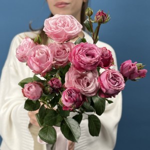 3 кустовые пионовидные розы Леди Бомбастик 50 см