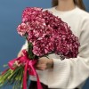 51 бело-бордовая гвоздика