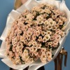 51 кустовая хризантема Капуцино