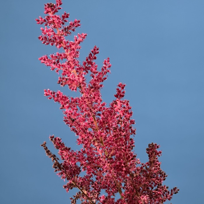 Астильба красная