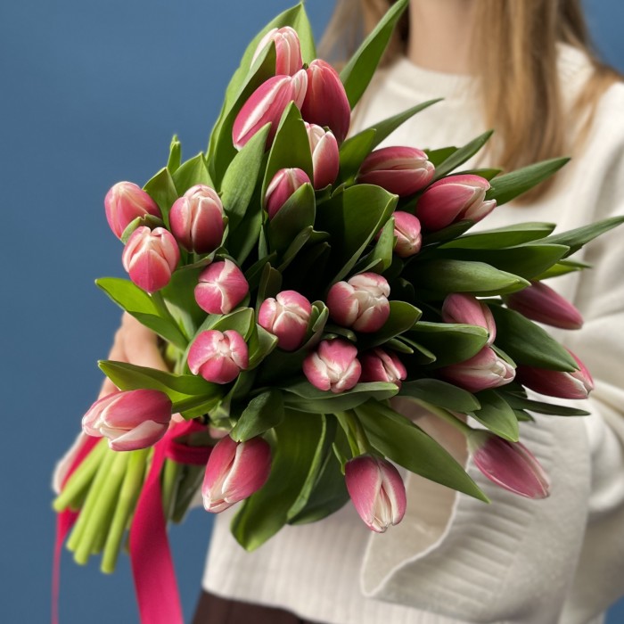 Тюльпан малиновый Камалия