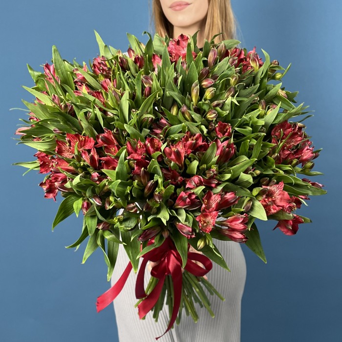 51 красная альстромерия