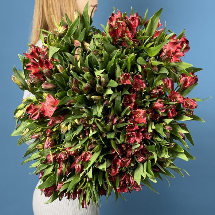 51 красная альстромерия