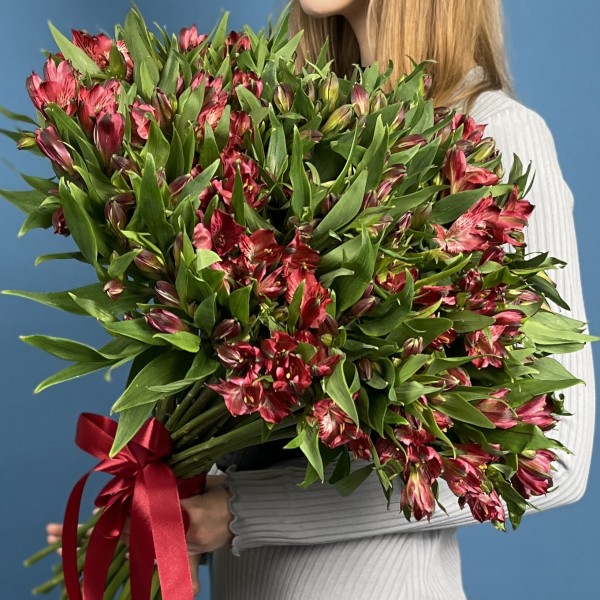 51 красная альстромерия