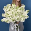 Маттиола белая