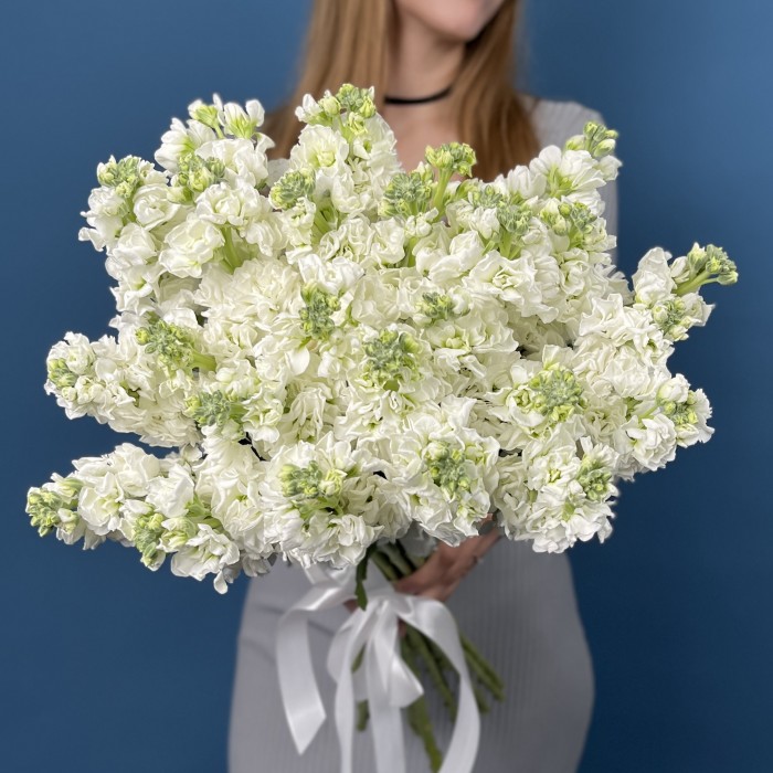 Маттиола белая