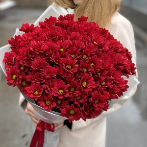 15 бордовых кустовых хризантем Бакарди