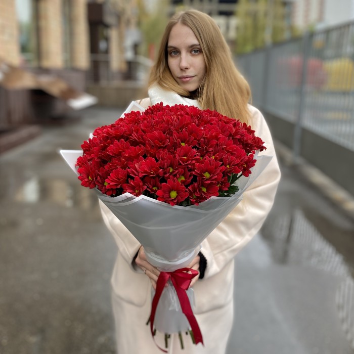 15 бордовых кустовых хризантем Бакарди