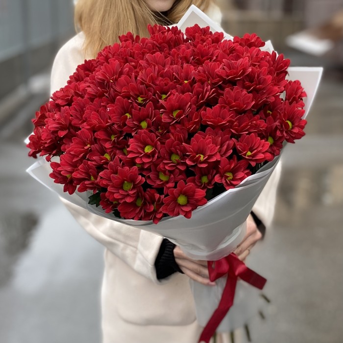 15 бордовых кустовых хризантем Бакарди