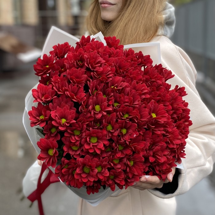 15 бордовых кустовых хризантем Бакарди