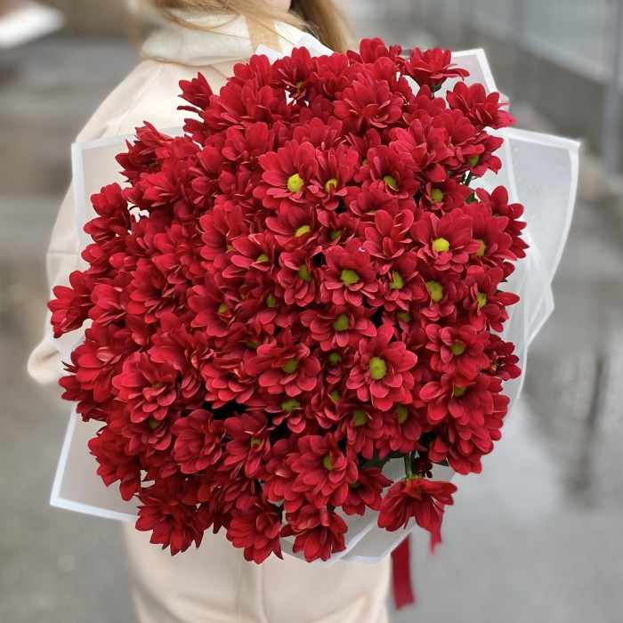 15 бордовых кустовых хризантем Бакарди