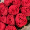 15 красных пионовидных роз Ред Пиано 50 см