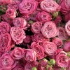 15 кустовых пионовидных роз Леди Бомбастик 60 см
