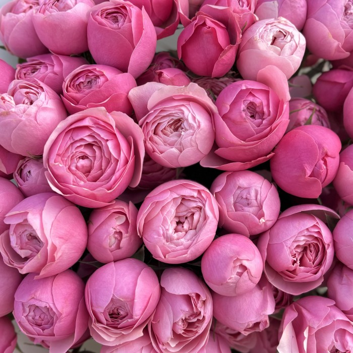 15 кустовых пионовидных роз Сильва Пинк