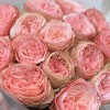 15 пионовидных роз Кахала 50 см